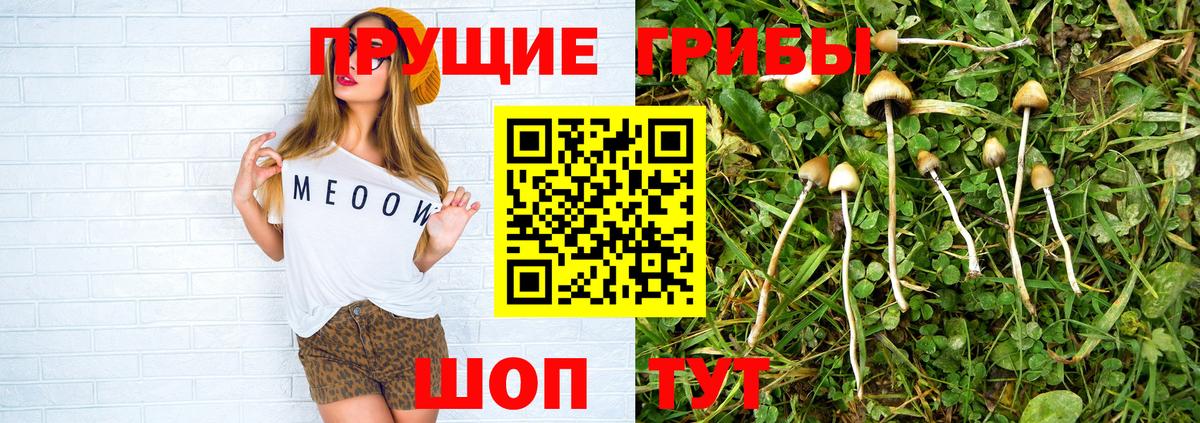 Псилоцибиновые грибы Cubensis Киржач